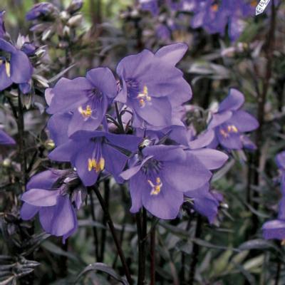 Polemonium 'Bressingham Purple'